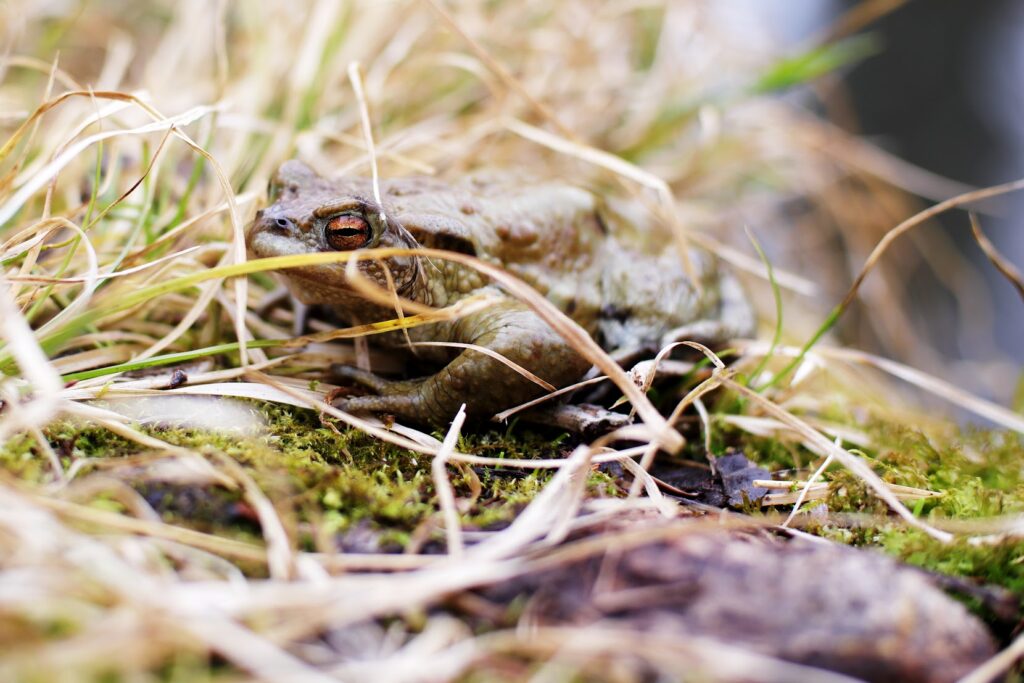 Erdkröte am Haselmoos Weiher Schlieren, (Foto: Martin Künzle)